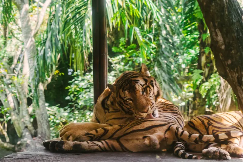 Perbedaan Bali Zoo dan Bali Safari Park: Panduan Lengkap untuk Wisatawan